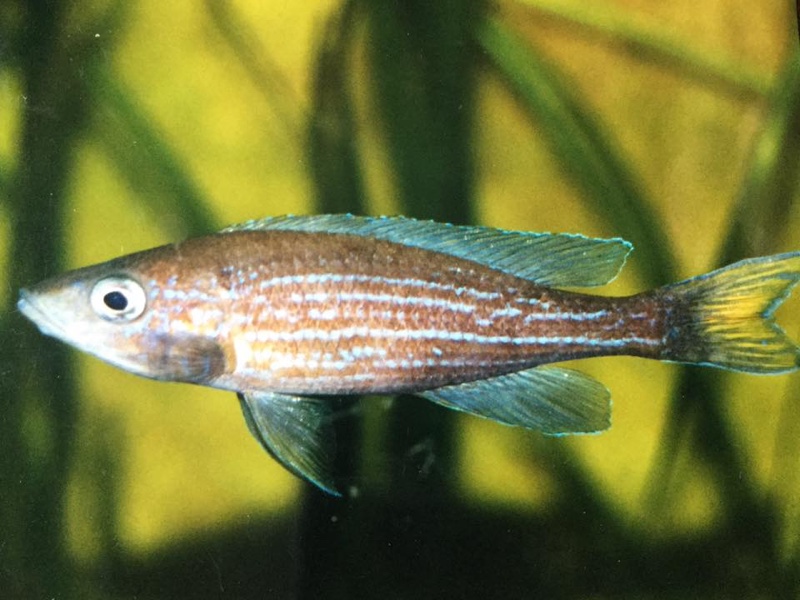 Paracyprichromis brieni